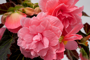 Бегония клубневая (Begonia tuberhybrida) Nonstop Joy Mocca Rose, 5 драже