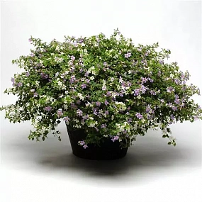 Бакопа сердцелистная (Bacopa cordata) Utopia, 3 мультидраже