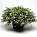 Бакопа сердцелистная (Bacopa cordata) Utopia, 3 мультидраже