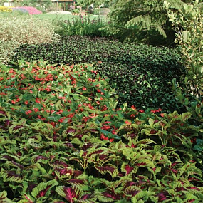 Колеус гибридный (Coleus x hybrida) Premium Shade Kong® Rose, 3 драже