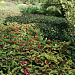 Колеус гибридный (Coleus x hybrida) Premium Shade Kong® Rose, 3 драже