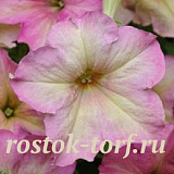 Петуния крупноцветковая (Petunia grandiflora F1) Sophistica Antique Shades, 5 драже