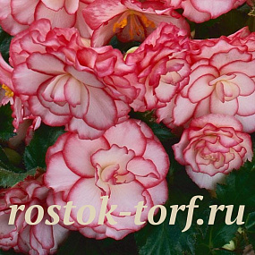 Бегония клубневая (Begonia tuberosa) On Top Pink Halo, 3 драже