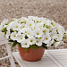 Петуния ампельная (Petunia trayling F1) E3 Easy Wave™ White, 5 драже