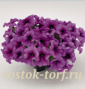 Петуния крупноцветковая (Petunia grandiflora F1) Success! 360° Purple Vein, 5 драже