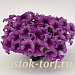 Петуния крупноцветковая (Petunia grandiflora F1) Success! 360° Purple Vein, 5 драже