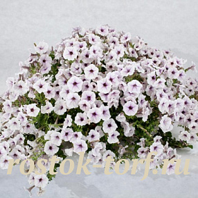 Big pack Петуния ампельная (Petunia pendolino F1) Pendolino Violet Eye, 30 драже