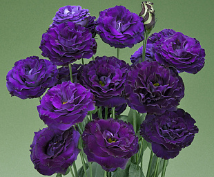 Эустома(Лизиантус) махровая (Eustoma grandiflorum) Croma F1 III Purple, 5 драже