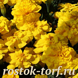 Бархатцы отклоненные (Tagetes patula nana) Alumia Yellow, 10 клип. семян