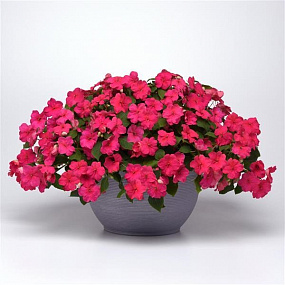 Бальзамин Уоллера (Impatiens walleriana F1) Beacon® Rose, 5 шт.