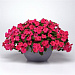 Бальзамин Уоллера (Impatiens walleriana F1) Beacon® Rose, 5 шт.