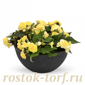Бегония клубневая (Begonia tuberhybrida) Nonstop Lemon, 5 драже