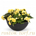 Бегония клубневая (Begonia tuberhybrida) Nonstop Lemon, 5 драже