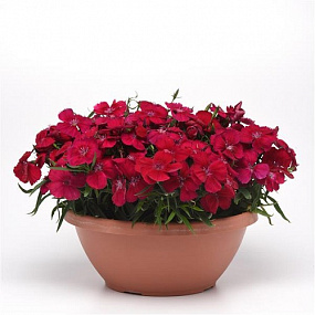 Гвоздика (Dianthus chinensis) Coronet™ Cherry Red, 5 драже