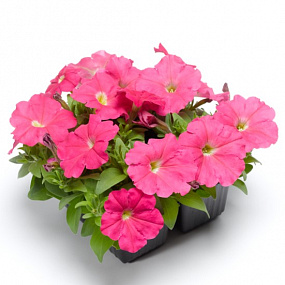 Big pack Петуния многоцветковая (Petunia multiflora) Damask F1 Rose, 30 драже