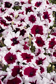 Петуния многоцветковая (Petunia hybrida F1 multiflora) Celebrity Burgundy Frost, 10 драже