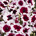 Петуния многоцветковая (Petunia hybrida F1 multiflora) Celebrity Burgundy Frost, 10 драже