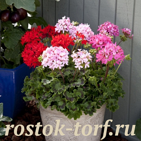Big pack Пеларгония зональная (Pelargonium x hortorum) Quantum MIX, 30 семян