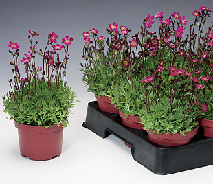 Камнеломка арендса (Saxifraga arendsii Highlander) Red, 5 драже