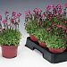 Камнеломка арендса (Saxifraga arendsii Highlander) Red, 5 драже