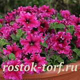 Петуния крупноцветковая (Petunia grandiflora F1) Espresso® Frappe Rose, 5 драже