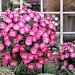 Петуния ампельная (Petunia trayling F1) Opera Supreme Pink Morn, 5 драже