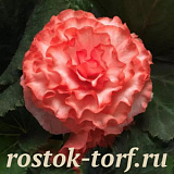 Бегония клубневая (Begonia tuberosa) On Top Surprise, 3 драже