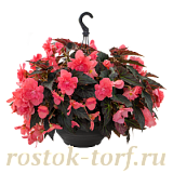 Бегония клубневая (Begonia tuberhybrida) Nonstop Joy Mocca Rose, 5 драже