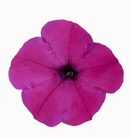Петуния многоцветковая Petunia x hybrida My Love (Amore Mio) F1 Violet, 5 драже