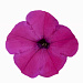 Петуния многоцветковая Petunia x hybrida My Love (Amore Mio) F1 Violet, 5 драже