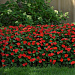 Бальзамин Уоллера (Impatiens walleriana F1) Beacon® Bright Red, 5 шт.