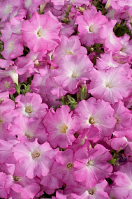 Петуния многоцветковая (Petunia hybrida F1 multiflora) Celebrity Lilac Morn, 10 драже
