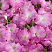 Петуния многоцветковая (Petunia hybrida F1 multiflora) Celebrity Lilac Morn, 10 драже