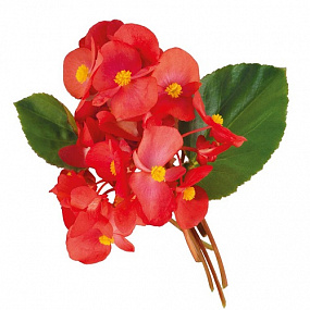 Бегония бенариензис (Begonia x benariensis) Big Red Green Leaf, 3 драже