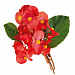 Бегония бенариензис (Begonia x benariensis) Big Red Green Leaf, 3 драже