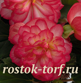 Бегония клубневая (Begonia tuberhybrida) Nonstop Joy Rose Picotee, 5 драже