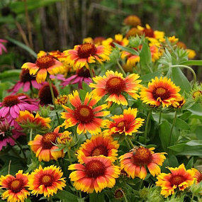 Big pack  Гайллардия крупноцветковая (Gailardia grandiflora) Mesa Bright Bicolor, 30 шт очищ. семян