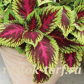 Колеус гибридный (Coleus x hybrida) Premium Shade Kong® Rose, 3 драже