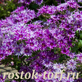 Флокс друммонда (Phlox drummondii) Popstars Blue, 5 семян