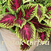 Колеус гибридный (Coleus x hybrida) Premium Shade Kong® Rose, 3 драже