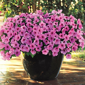 Петуния ампельная (Petunia trayling F1) Easy Wave Pink Passion, 5 драже