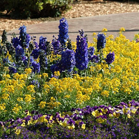 Дельфиниум высокий (Delphinium elatum) Guardian Blue, 3шт семян