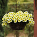 Петуния ампельная (Petunia trayling F1) E3 Easy Wave™ Yellow, 5 драже