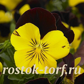 Виола ампельная (Viola trailing F1) Cool Wave Red Wing, 3 шт семян