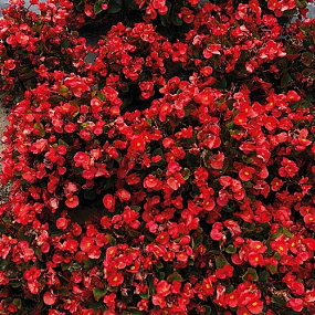 Бегония вечноцветущая Begonia semperflorens Super Cool Red, 10 драже