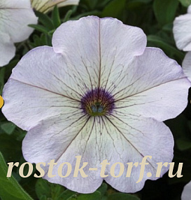 Петуния каскадная (Petunia trayling F1) Trilogy Silver blotch, 5 драже