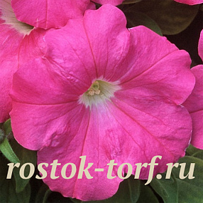 Петуния каскадная (Petunia trayling F1) Trilogy Rose, 5 драже