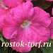 Петуния каскадная (Petunia trayling F1) Trilogy Rose, 5 драже