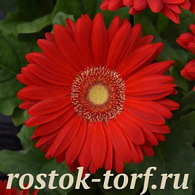 Гербера (Gerbera jamesonii) Mega Revolution Scarlet Red with Light Eye, 3 шт обраб. семян