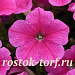 Петуния ампельная (Petunia trayling F1) E3 Easy Wave™ Pink Cosmo, 5 драже